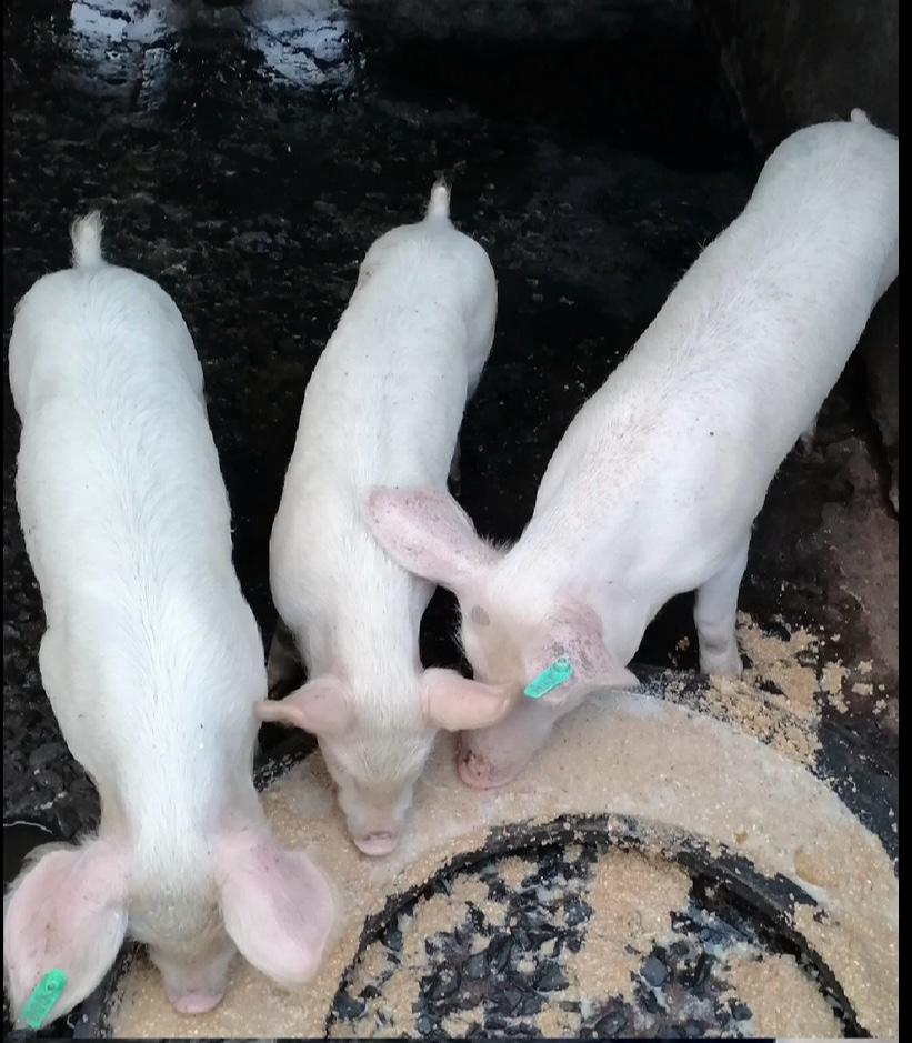 Our Farm